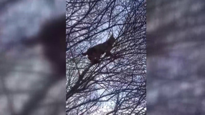 Kırmızı listedeki vaşak Erzincan'da görüntülendi