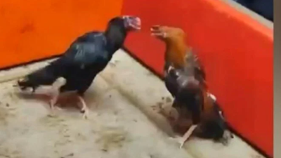 İstanbul'da vahşete polis dur dedi.  Horoz dövüştüren 19 kişi yakalandı.  122 bin lira idari para cezası kesildi