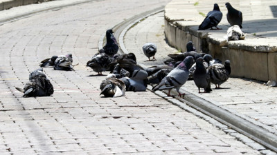 Kimse bilmiyordu tehlikesi ortaya çıktı. Güvercin ve kumruların sayısı arttı uzman isimden uyarı geldi: Bu kuşları beslemek iyi niyetli davranış gibi gözükse de...