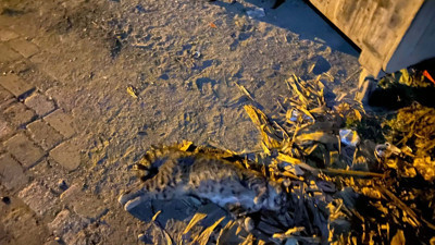 Bodrum'da vahşet: 2 köpek ve 7 kedi zehirlenerek öldürüldü