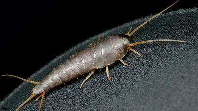 Aman dikkat sizin de banyonuzda olabilir: Banyo böceğinin kökünü kurutan yöntem belli oldu. Banyo böceği nasıl yok edilir?