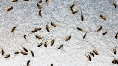 Meğer onlardan kurtulmak çok basitmiş. Evin içinde dolaşan küçük sineklerden jet hızında kurtulmanın tüyosu belli oldu. Sadece 5 adet bırakmak yetiyor