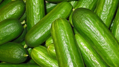 Yumuşayan salatalıklar kütür kütür olacak: Buruşan ve yumuşayan salatalıkları tazecik yapan yöntem bulundu