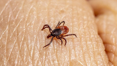 Kabus geri geldi. Erzincan'da kene iki can aldı. Vakaların yazın daha da artması bekleniyor