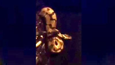 Bir ilçe diken üstünde!.. Üniversite bölgeye uzman ekip gönderdi. Bir piton binanın altındaki boşluğa girerken görüldü