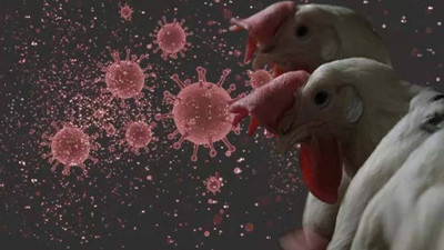 DSÖ'den korkutan açıklama:  A(H5N2) kuş gribi kaynaklı ilk insan ölümü Meksika’da yaşandı