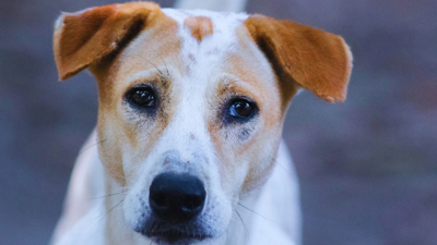 Sokak hayvanları için iki günde 100 binin üzerinde imza
