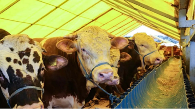 Kurban Bayramı'nda kurban keseceklere Diyanet'ten 10 uyarı: Geçersiz sayılıyor