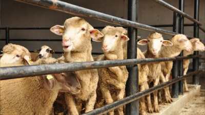 Kurban yerine sadaka verilir mi? Bağış yapmak kurban yerine geçer mi?