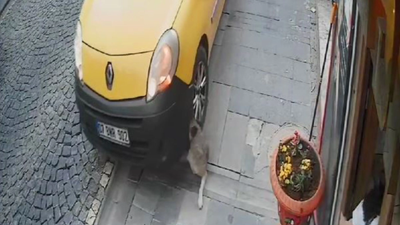 Taksici otomobiliyle uyuyan köpeği ezdi! Masum köpek aracın altında kaldı
