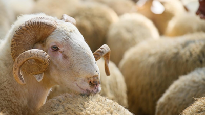 Adak, akika, şükür kurbanı nedir, neden kesilir? Adak, akika, şükür kurbanı şartları neler?