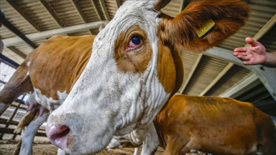 Hangi hayvanlar kurbanlık olur, hangileri olamaz Diyanet? Geyik, 6 aylık kuzu, süt veren inek kurbanlık olur mu?