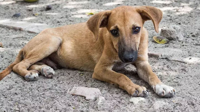 158 sanatçıdan açıklama: Sokak hayvanlarının yanındayız