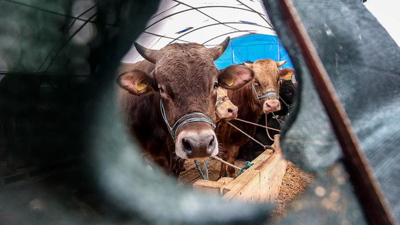 Kurbanlık alırken nelere dikkat edilmeli? İyi bir kurbanlık nasıl anlaşılır? Büyükbaş, küçükbaş kurbanlık hayvan seçiminde püf noktalar...