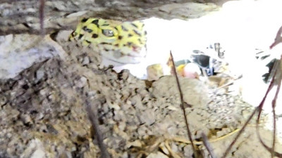 Türkiye’de sadece Şanlıurfa’da görülüyor! Şanlıurfa'da 'Leopar keleri' görüntülendi