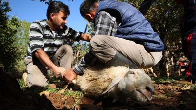 En doğru Kurban nasıl, kaç kişi kesilir Diyanet? Kurban keserken bıçak nereye vurulur? Kurbanlık hangi ayağı bağlanmaz?