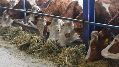 Bakan Yumaklı'dan şap hastalığına ilişkin açıklama