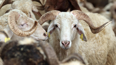 Şafi mezhebine göre kurban eti nasıl dağıtılır?  Şafi mezhebine göre kurban kesmek farz mı, kimler yiyemez?