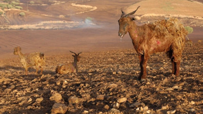 Diyarbakır Başsavcılığı'nın ön raporu DEDAŞ'ı yalanladı.  15 kişinin öldüğü yangının nedeni elektrik