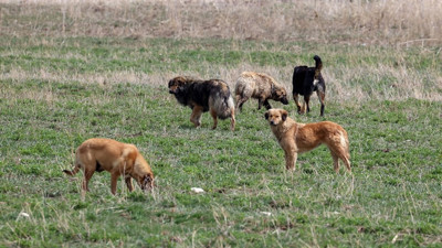 Sahipsiz köpeklere ilişkin rapor Cumhurbaşkanı Erdoğan'a sunuldu