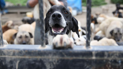 Sokak hayvanları düzenlemesinde son durum! Başıboş köpekler uyutulacak mı, Meclis'e geldi mi?