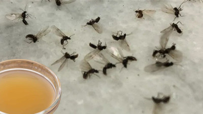 Evde uçuşan küçük sinekleri kökten bitiren çözüm bulundu: Sirkeyle karıştırıp bekletin. Evdeki küçük sinekler nasıl yok edilir?