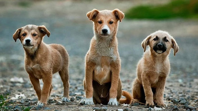 Ötanazi: Izdırapsız ölüm. Kimin için neye göre?
