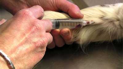 Ötanazi nedir, hangi ülkelerde var? Ötanazi içinde ne var, Türkiye'de yasal mı? İnsan ve hayvan Ötanazisi hakkında her şey...