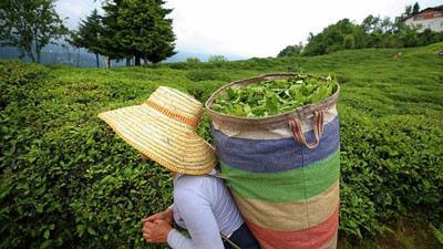 ÇAYKUR yaş çay alımında kontenjanı düşürdü
