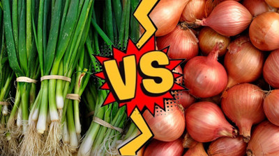 Hangi soğanın daha faydalı olduğu belli oldu: Taze soğan mı yoksa kuru soğan mı daha faydalıdır?