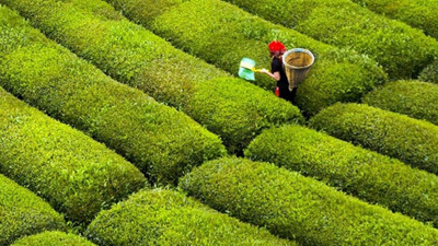 ÇAYKUR yine karar değiştirdi. Günlük çay alım kontenjanını dekara tekrar 25 kilogram olarak belirledi