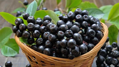 Çarşıda pazarda gören hemen alsın: Bir avuç yiyende o sorundan eser kalmıyor. Aronya meyvesinin faydaları nelerdir?