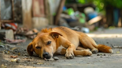 Sokak hayvanları yasa teklifinden ötanazi kelimesi çıkarıldı