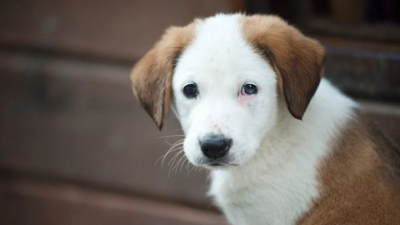 Son Dakika... Sokak hayvanları düzenlemesi Meclis Tarım, Orman ve Köyişleri Komisyonu'nda kabul edildi. Veteriner gözetiminde ötenazi  yapılabilecek