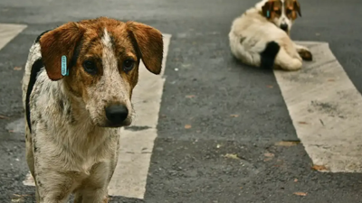 Sahipsiz hayvanlara yönelik kanun teklifinin ilk 5 maddesi kabul edildi