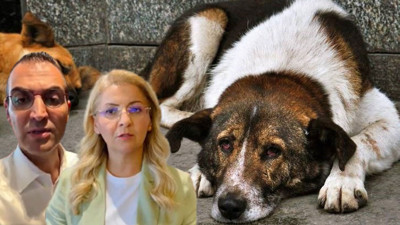 CHP'li belediye başkanları sokak hayvanları için akım başlattı: Katliama ortak olmayacağız