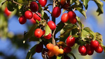 Sabahları aç karnına kızılcık yiyin o sorundan kurtulun: Sadece 3 tane yemek yetiyormuş. Sabahları kızılcık yemek neye iyi gelir?