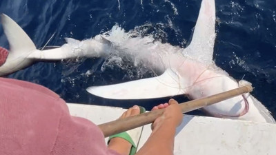 Dünyanın En Vahşisi... Gökçeada'da Ortaya Çıktı Alarm Verildi. Tatilciler Aman Dikkat