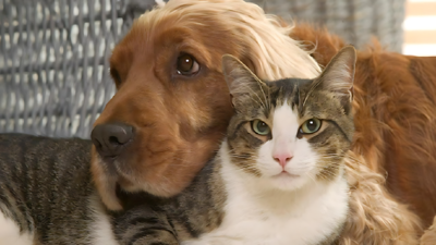 Tunceli Belediyesi ile 7 ilçe ve 1 belde başkanından flaş açıklama: Sokak hayvanlarına ötenazi yapmayacağız