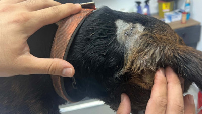 İnsanın hayvana eziyetinde son perde. Muğla'da tabancayla boynundan vurulan sokak köpeği tedavi altına alındı