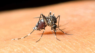 Batı Nil Virüsü Türkiye'de görüldü! Batı Nil virüsü nedir, belirtileri nelerdir? Batı Nil virüsü nasıl bulaşır, insandan insana bulaşır mı?