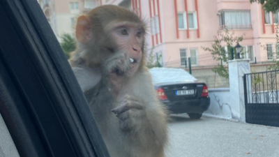 Çorum'da maymun saldırısı: Genç kız hastaneye kaldırıldı