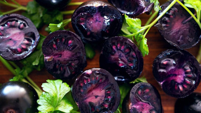 Kırmızısını değil morunu yiyin tam bir şifa deposuymuş: Mor domatesin faydaları nedir?