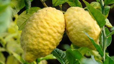 Dev bir limona benziyor faydaları saymakla bitmiyor: Tam bir C vitamini deposuymuş