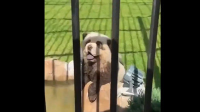 Tam Çin işi... Köpekleri boyayıp panda diye hayvanat bahçesinde sergilediler