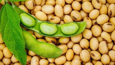 Kimse yüzüne bakmıyor oysa tam bir şifa deposu: Soya fasulyesinin faydaları nelerdir?