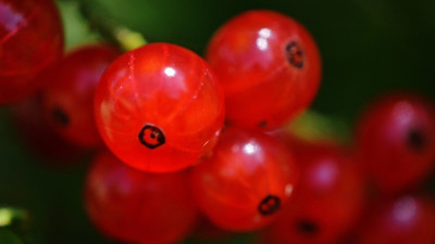 Tezgahlara geldiği gibi kapış kapış satılıyor: Bağışıklığı zırh gibi koruyor kansızlığa deva oluyor