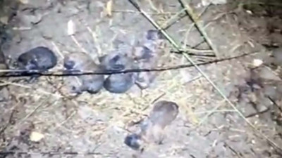 Yavru köpekler son anda alevlerin arasından kurtarıldı: Mersin'de anız yangınında alevlerin arasında kalan yavru köpekleri itfaiye kurtardı