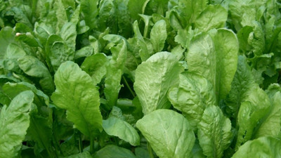 Aç karnına tere yiyin o sorunu tarihe gömün: Faydasını duyan soluğu pazarda alıyor