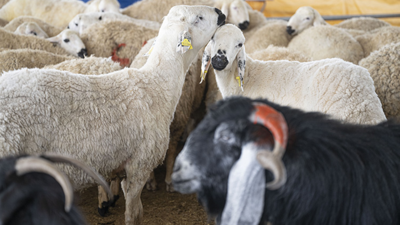 KURBAN BAYRAMI TARİHLERİ 2025! Kurban Bayramı ne zaman, kaç gün, hangi günlere denk geliyor? (2025 dini günler takvimi)